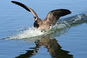 waterfowl-biggoose