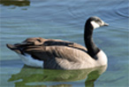 waterfowl-goose