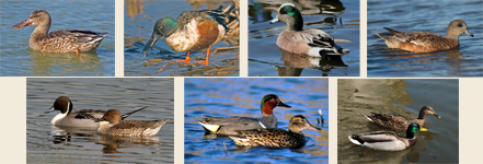 waterfowl-montage-1