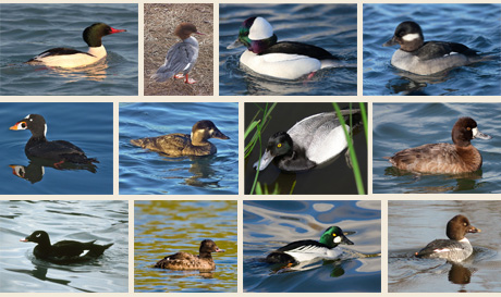 waterfowl-montage-2