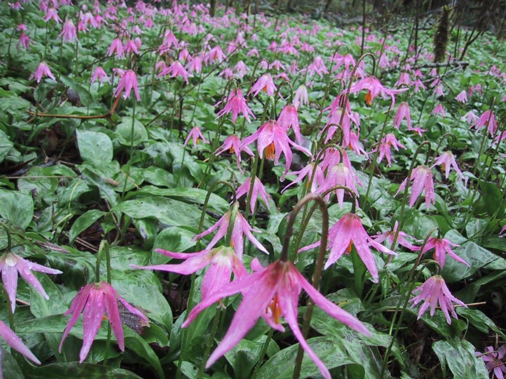 Celebrating the Fairyslipper Forest Nature Reserve!
