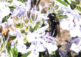 Great Big Bee Garden