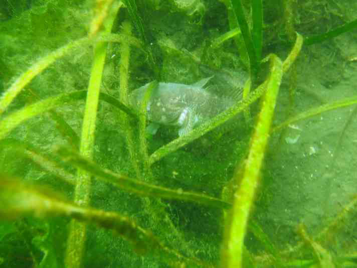 Eelgrass meadows represent one of the habitat types that are threatened by estuarine development.  Read More