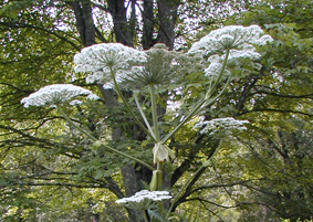 Invasive Plants