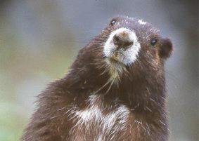 Vancouver Island Marmots