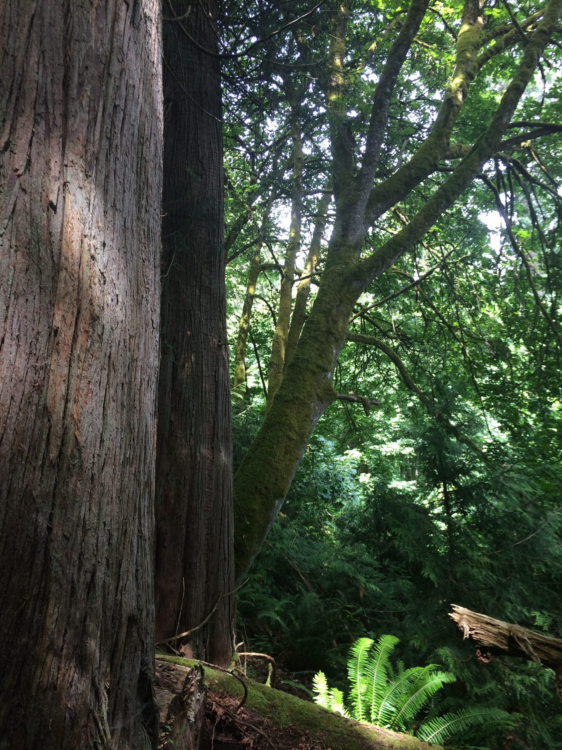 Coniferous Forests: Beyond The Trees – The Hidden Abiotic World - 14i6ggi