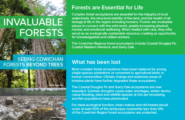 Invaluable Forests - Seeing Cowichan Forests Beyond the Trees